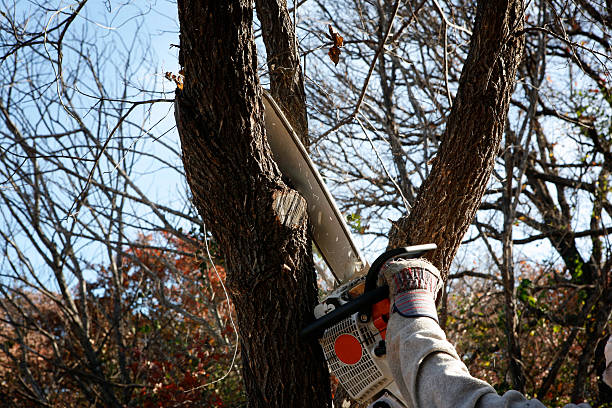 Best Commercial Tree Services  in USA